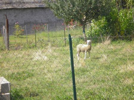 1 mouton